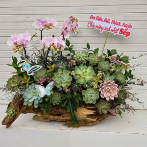 hoa sen da 269 - gia 2000000