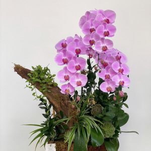 lan ho diep tim 330 - 1250000