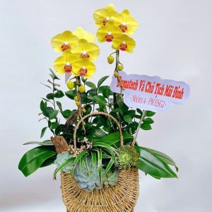 lan ho diep 352 - 850000