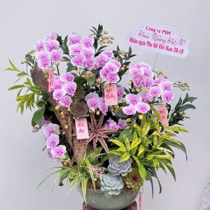 lan ho diep tim 354 - 3500000