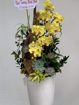 Hoa Lan Hồ Điệp Vàng mẫu 353