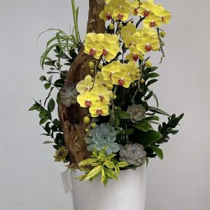 hoa lan ho diep 368- gia 2500000