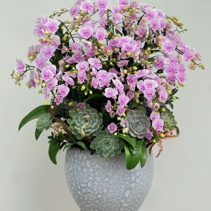 hoa lan ho diep 369- gia 4500000