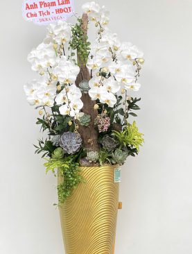 Hoa Lan Hồ Điệp Trắng mẫu 370