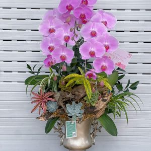 hoa lan ho diep 371- gia 1500000