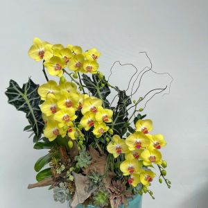 hoa lan ho diep 373- gia 3000000