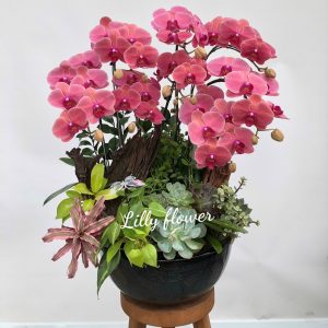 hoa lan ho diep 376- gia 1800000