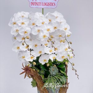 hoa lan ho diep 377- gia 2000000