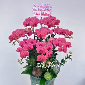 hoa lan ho diep 378- gia 2000000