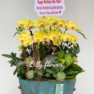 hoa lan ho diep 379- gia 2240000