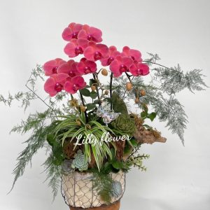 hoa lan ho diep 380- gia 1250000