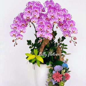 hoa lan ho diep 381- gia 1800000