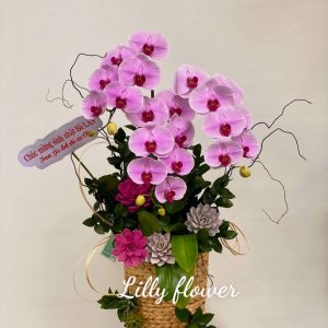 hoa lan ho diep 382- gia 1250000