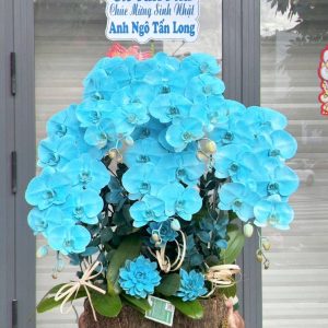 hoa lan ho diep 383- gia 1400000