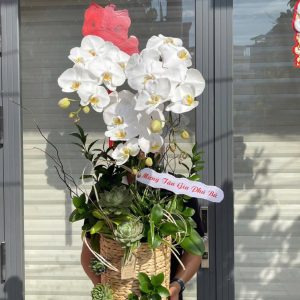 hoa lan ho diep 384- gia 1250000