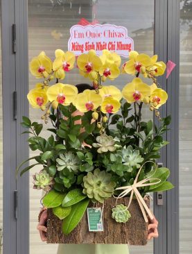 Hoa Lan Hồ Điệp Vàng mẫu 385