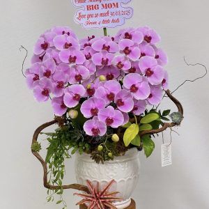 hoa lan ho diep 388- gia 2200000