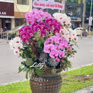 hoa lan ho diep 390- gia 3500000