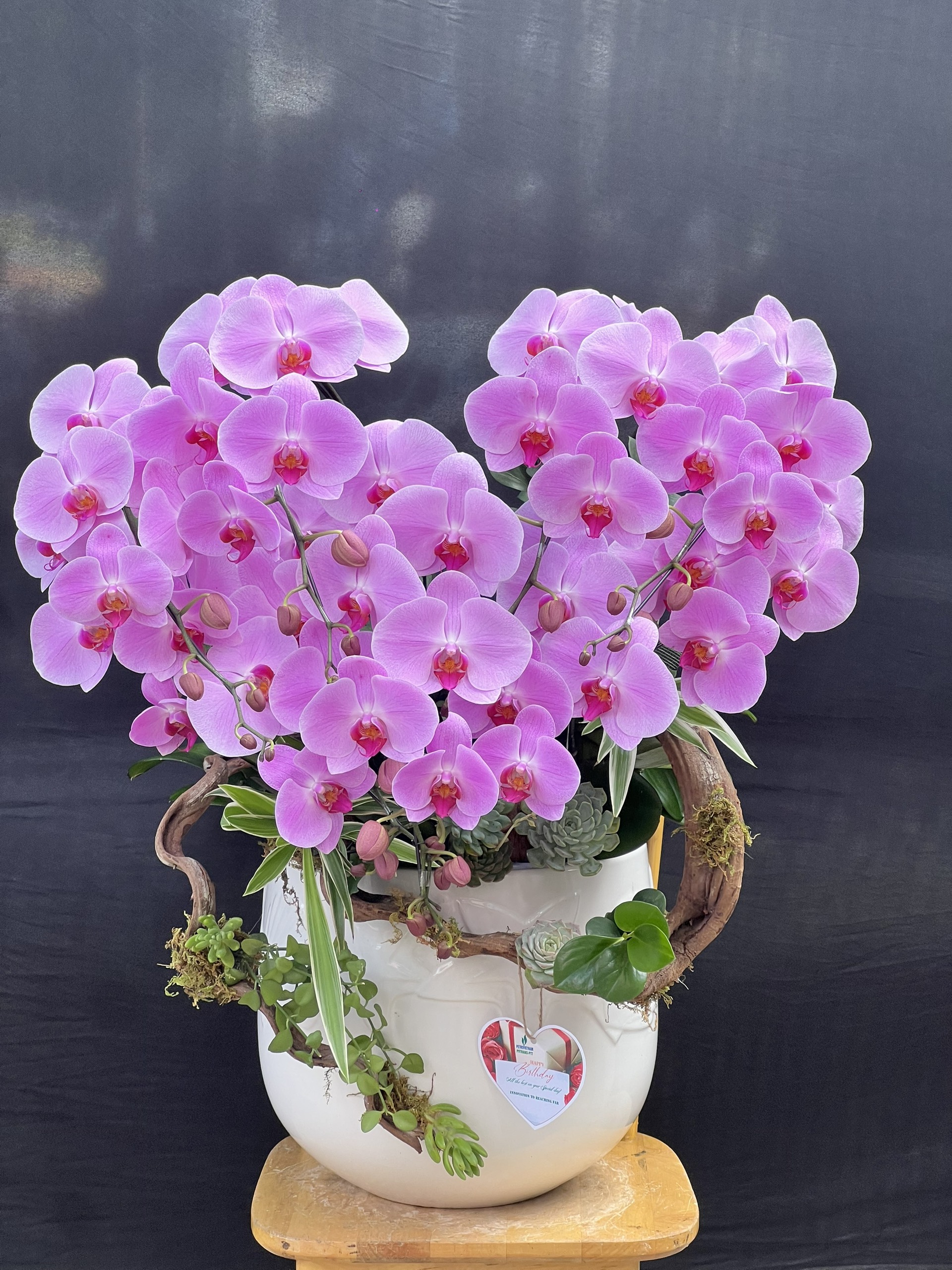 hoa lan ho diep 391 gia 2800000