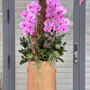 hoa lan ho diep 392- gia 3500000