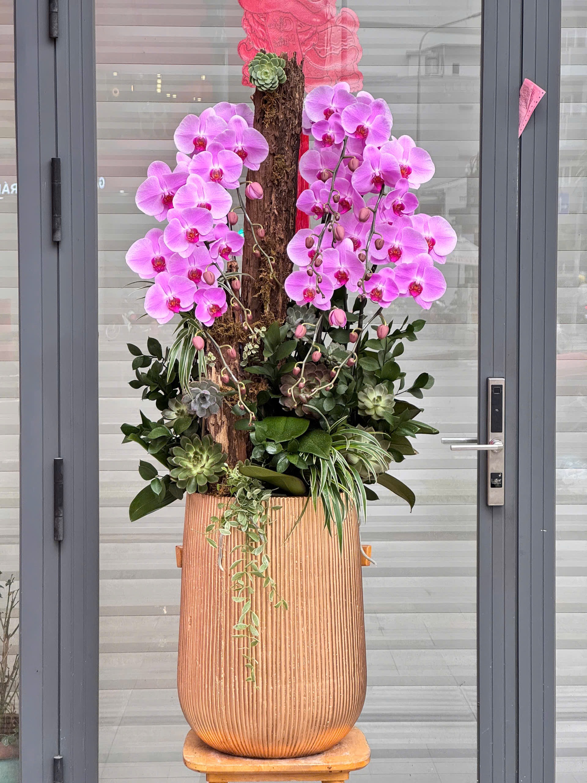 hoa lan ho diep 392 gia 3500000