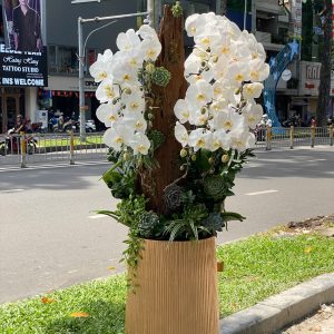 hoa lan ho diep 393- gia 3500000