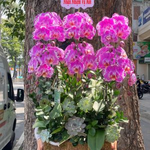 hoa lan ho diep 394- gia 1650000