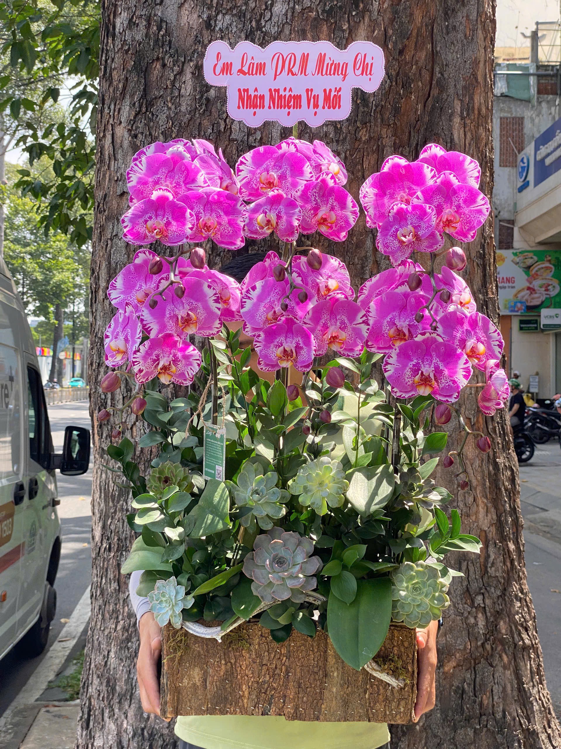 hoa lan ho diep 394 gia 1650000