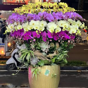 hoa lan ho diep 395- gia 10000000