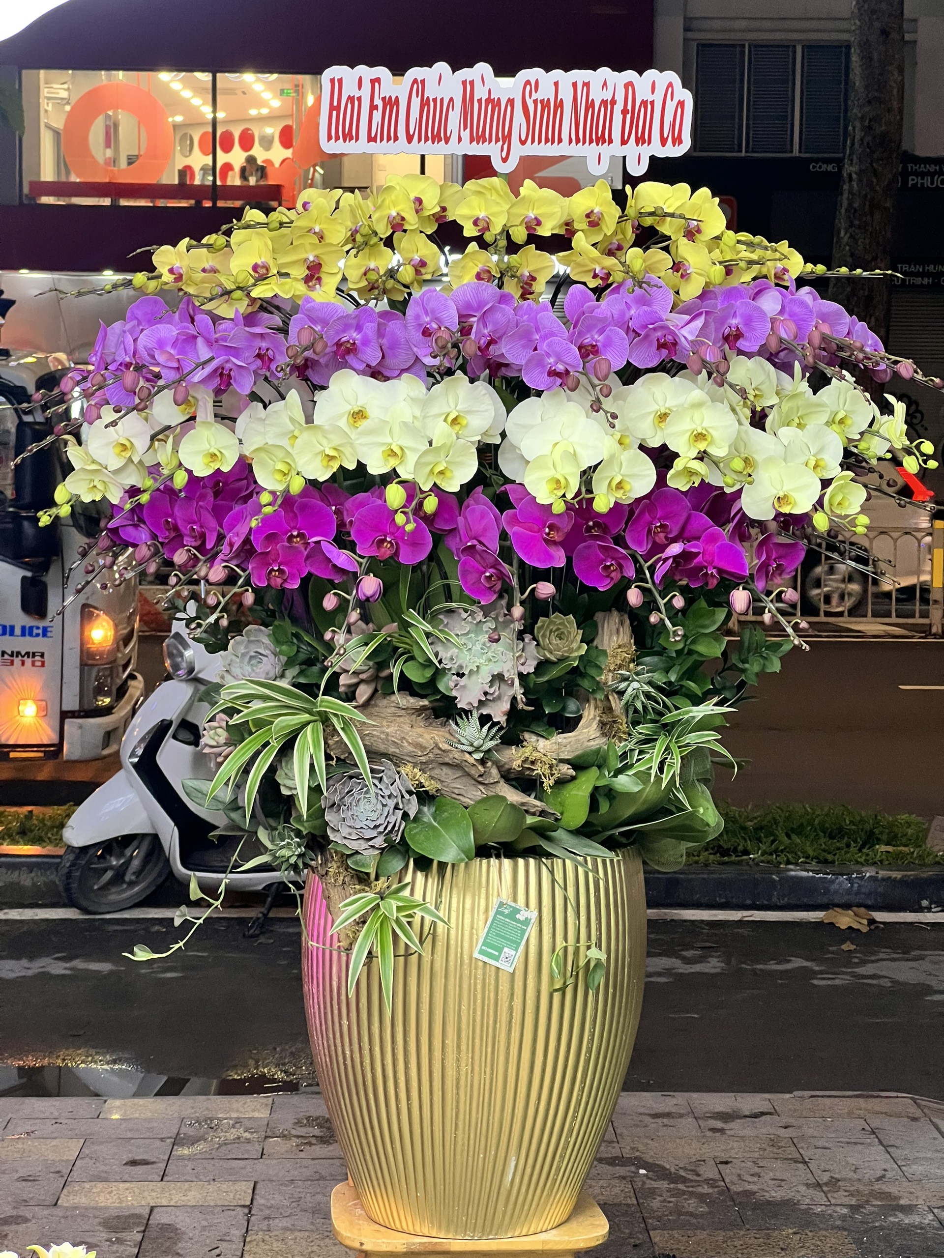 hoa lan ho diep 395 gia 10000000