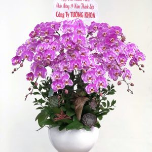 hoa lan ho diep 396- gia 3000000