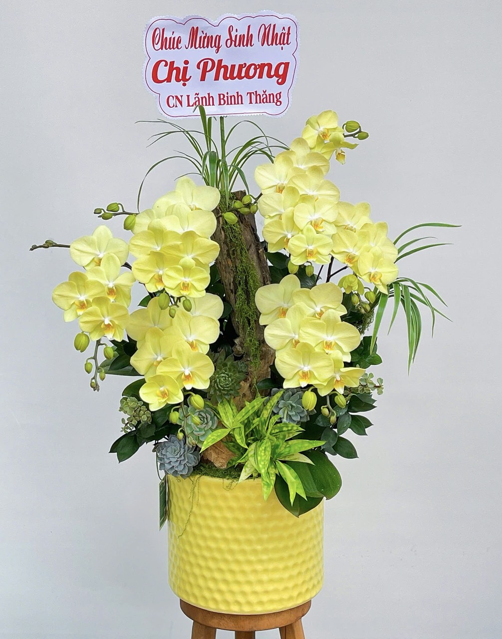 hoa lan ho diep 397 gia 1800000