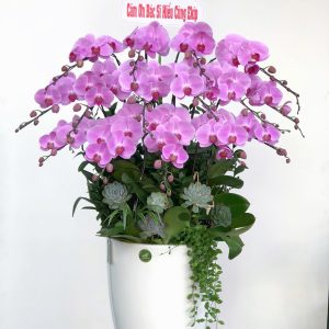 hoa lan ho diep 398- gia 4000000