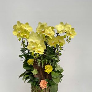 hoa lan ho diep 401- gia 1350000