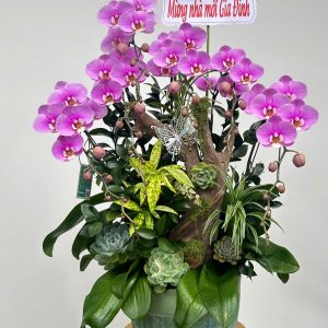 hoa lan ho diep 403- gia 1650000