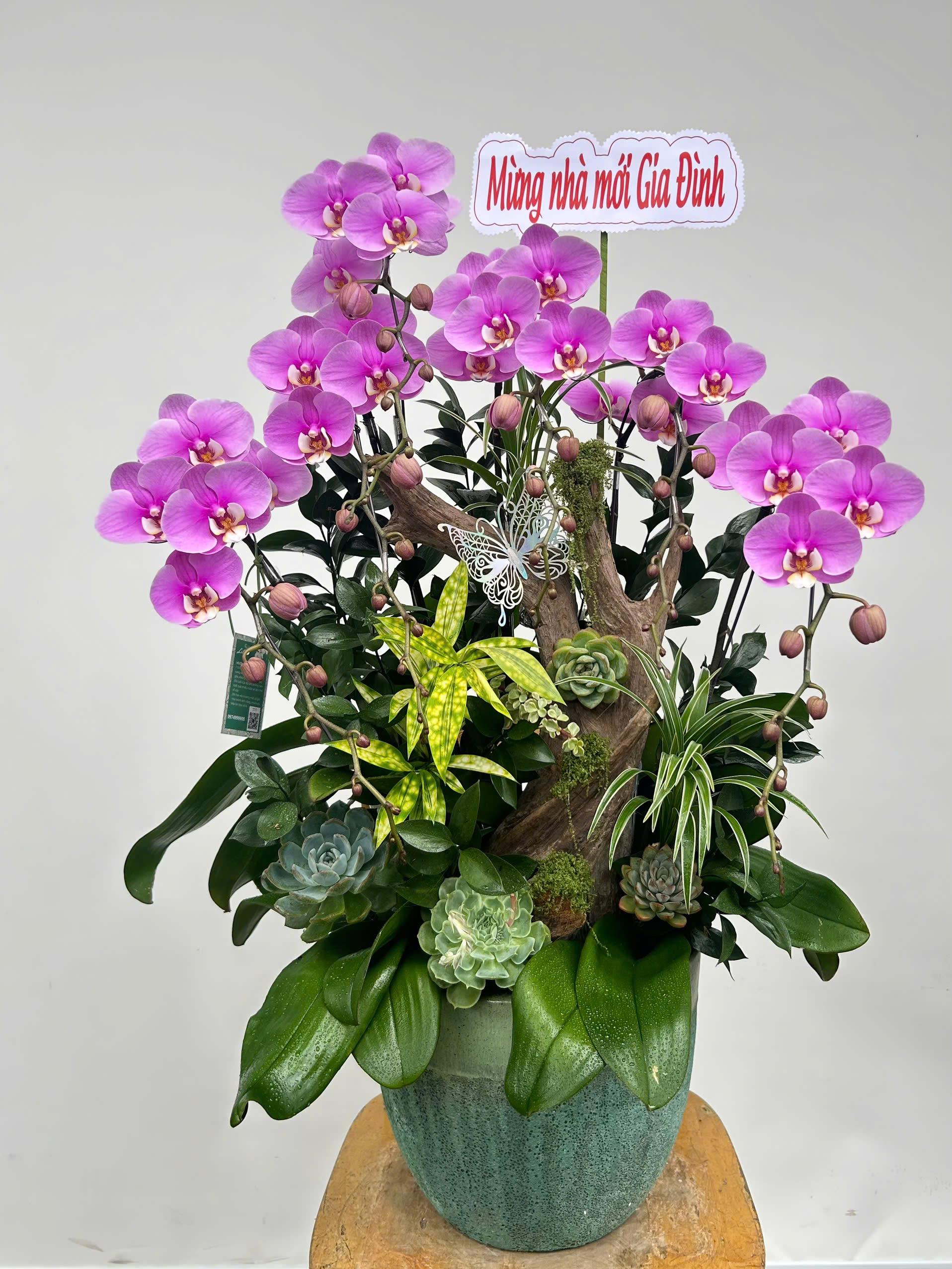 hoa lan ho diep 403 gia 1650000