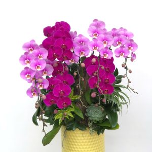 hoa lan ho diep 404- gia 2500000