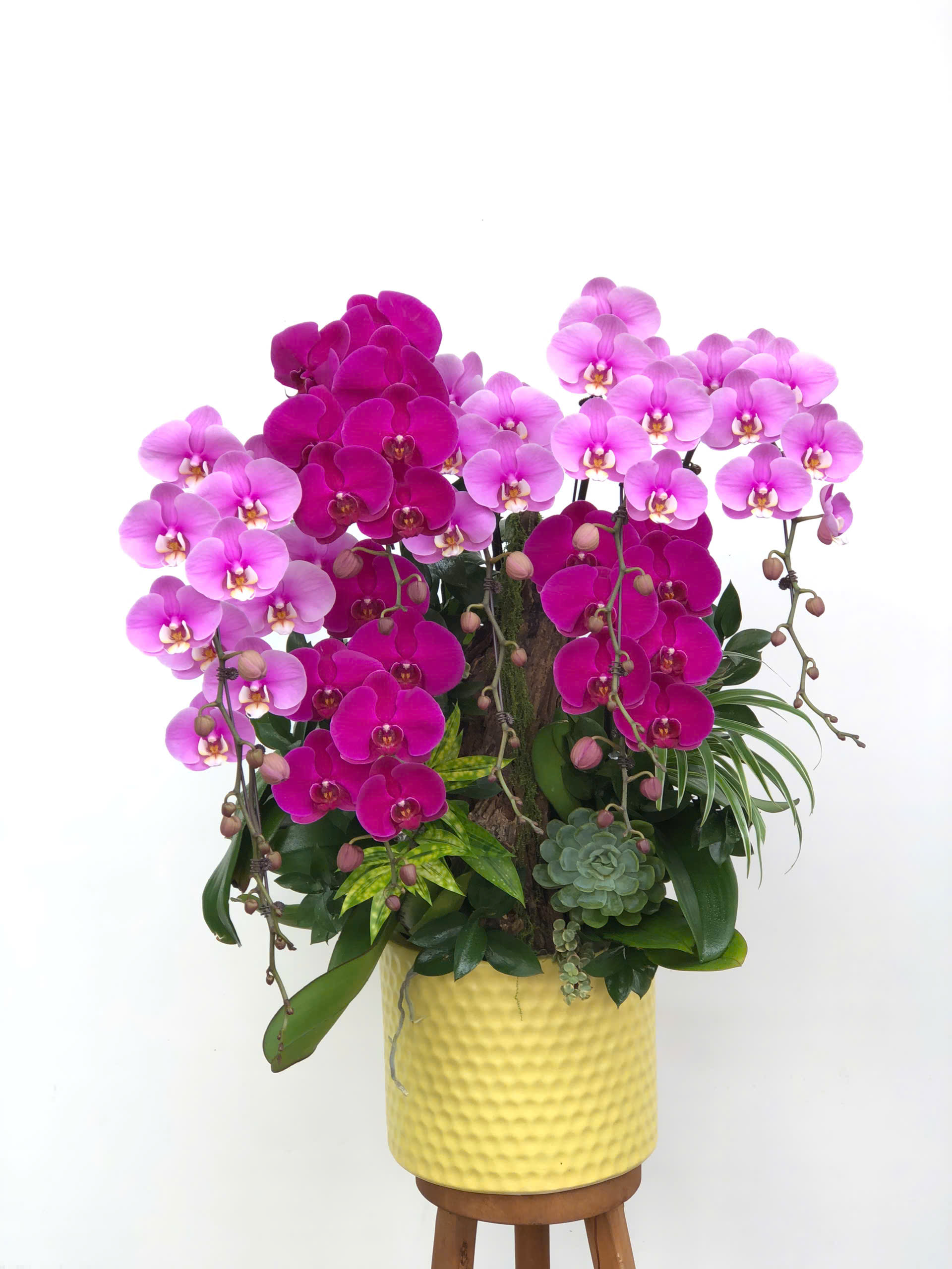 hoa lan ho diep 404 gia 2500000