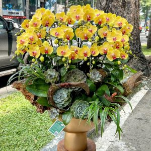 hoa lan ho diep 406- gia 3500000