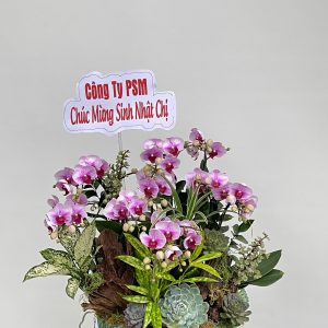 hoa lan ho diep 408- gia 1800000