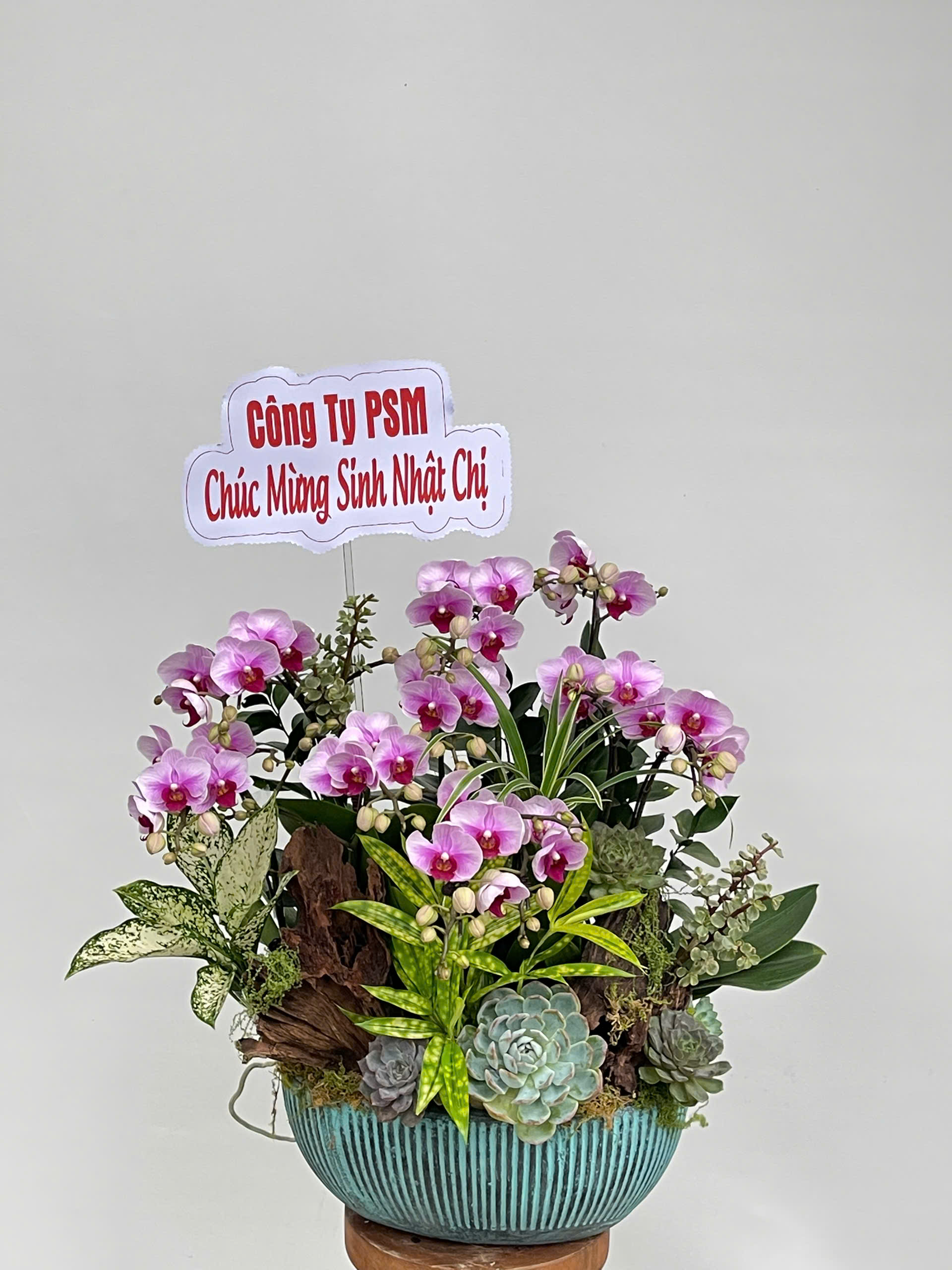 hoa lan ho diep 408 gia 1800000