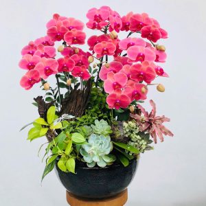 hoa lan ho diep 409- gia 1800000