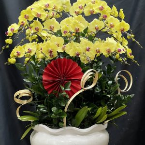 hoa lan ho diep 410 360do 20 canh- gia 5500000