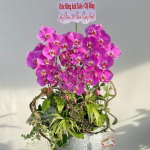 hoa sen da 415 - 30000000