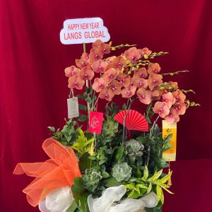 Hoa lan ho diep cam 438 - 3000000