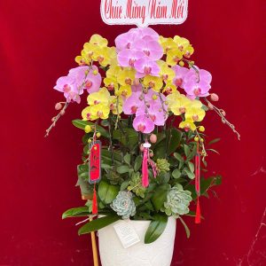 Hoa lan ho diep mix tim va vang 429 - 3000000