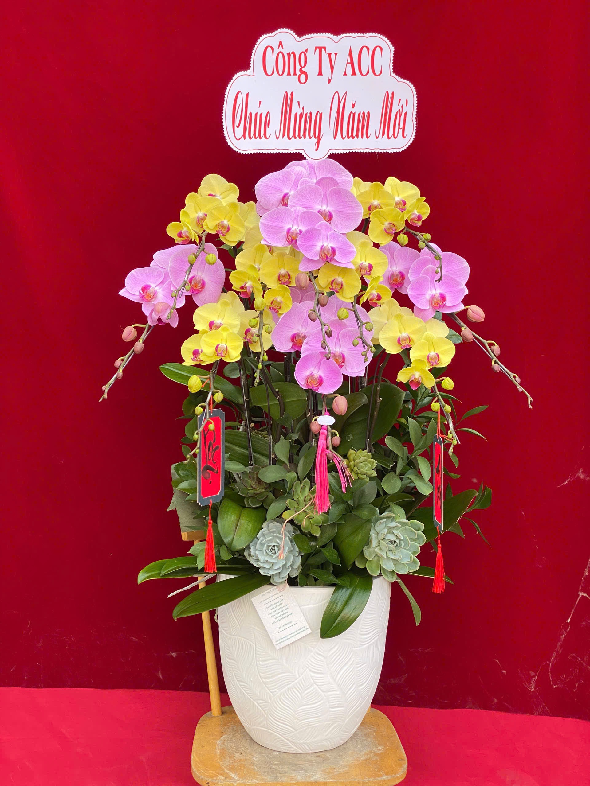 Hoa lan ho diep mix tim va vang 429 3000000