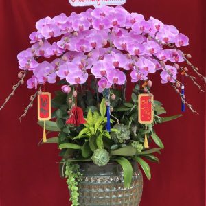 Hoa lan ho diep tim 427 - 5000000