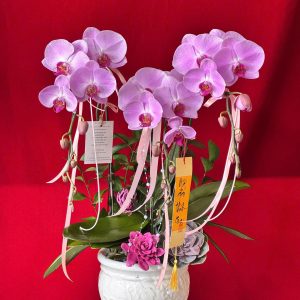 Hoa lan ho diep tim 439 - 1100000