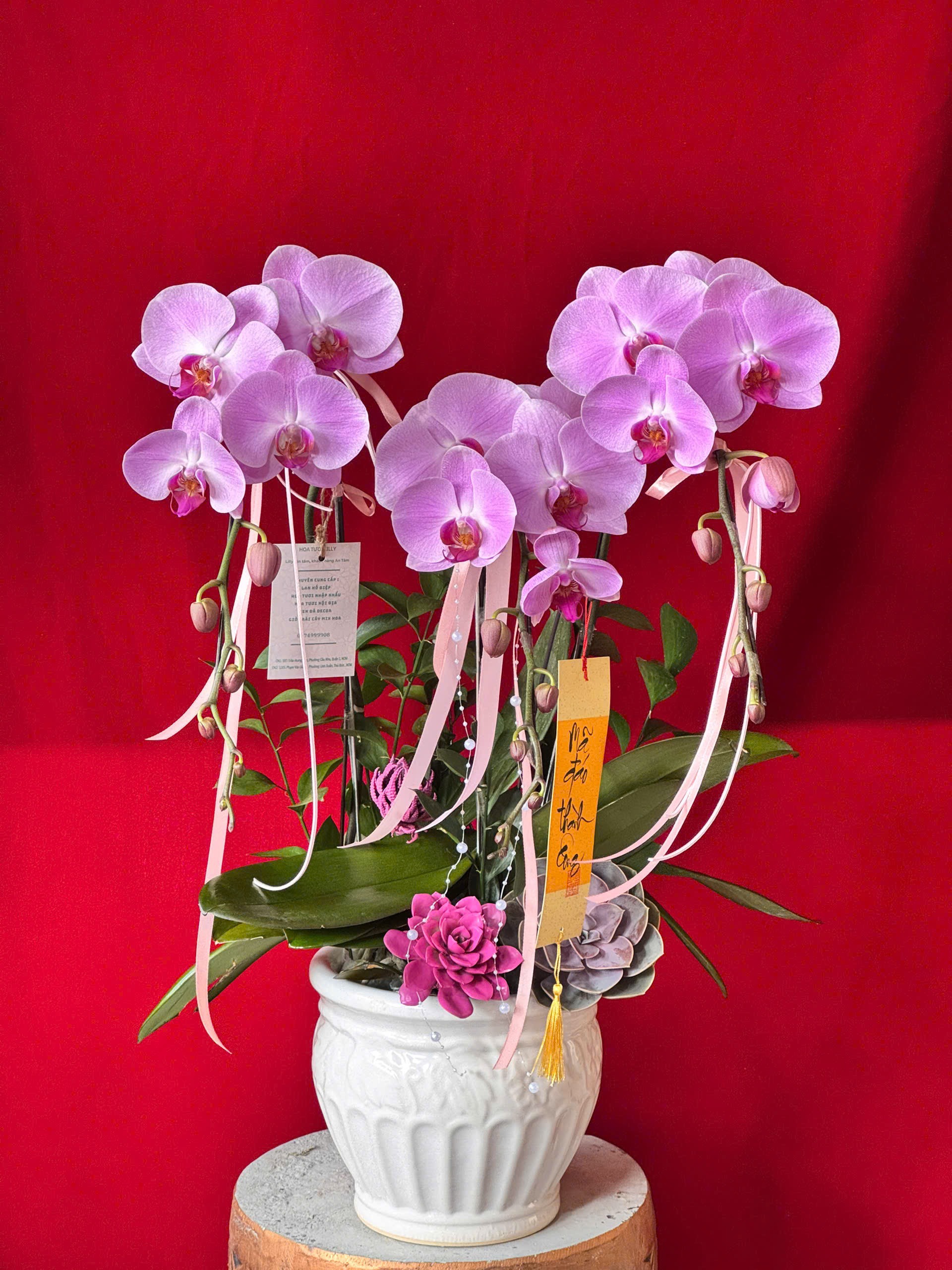 Hoa lan ho diep tim 439 1100000